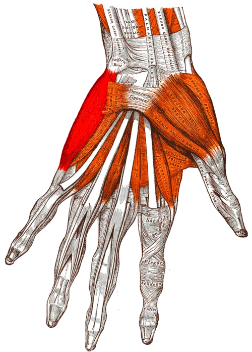Gray's Anatomy drawing of the palm with the abductor digiti minimi, one of the hypothenar muscles, highlighted on the little-finger side.