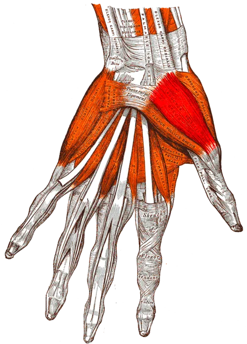 Gray's Anatomy drawing of the palm with the abductor pollicis brevis, one of the thenar muscles, highlighted at the base of the thumb.